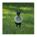 Setík a frisbee