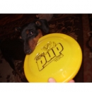 Bojka - přetahování je základ dogfrisbee a je to super sranda, teda pokud mi strejda Iki disk neprokousne:-(..