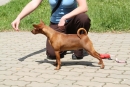 Hvězdule