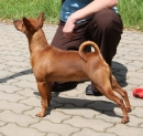 Hvězdule